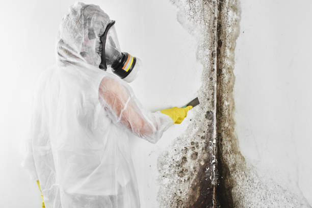 Best Black Mold Remediation in Milford Mill, MD
