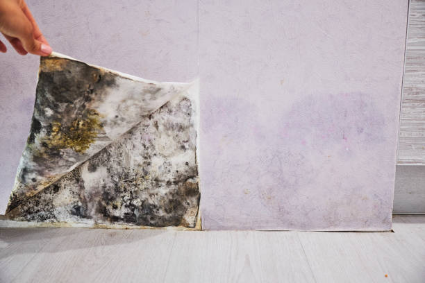 Best Industrial Mold Remediation in Milford Mill, MD